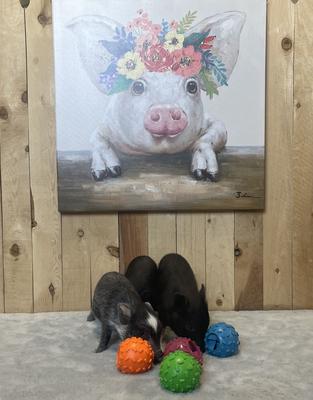 Show full view: Piggy Poo and Crew Pet Challenging Treat Balls Farm Toy, Small, 4 count slide 2 of 4