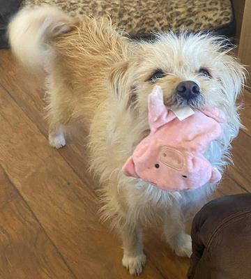 Show full view: Piggy Poo and Crew Pig Paper Crinkle Squeaker Toy, 2 count slide 3 of 7