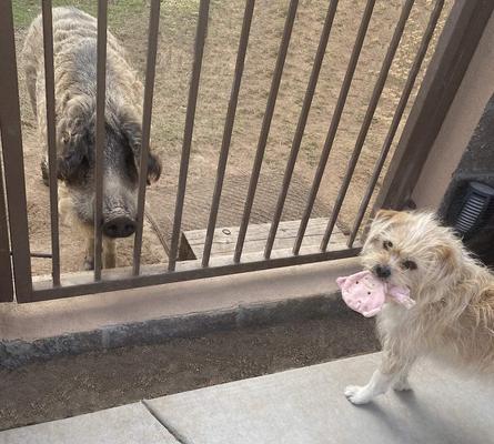 Show full view: Piggy Poo and Crew Pig Paper Crinkle Squeaker Toy, 2 count slide 4 of 7