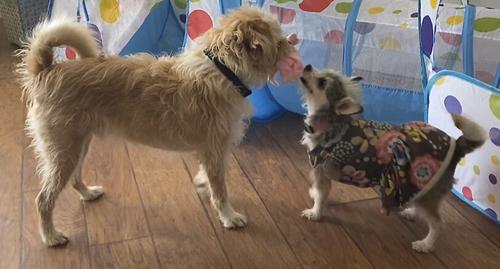 Show full view: Piggy Poo and Crew Pig Paper Crinkle Squeaker Toy, 2 count slide 5 of 7