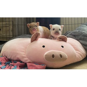 Piggy Poo and Crew Pig Pillow