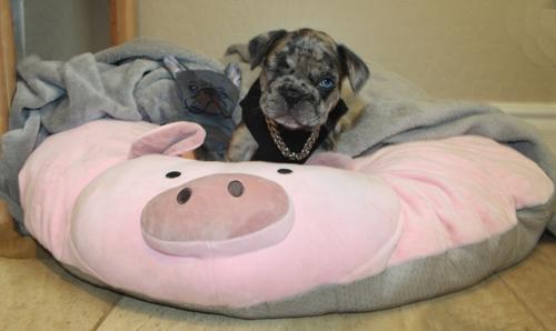 Show full view: Piggy Poo and Crew Pig Pillow slide 7 of 8