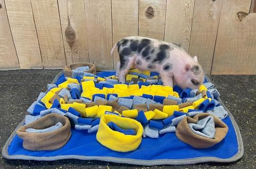 Show full view: Piggy Poo and Crew Pig Snuffle Mat, 18 x 20-in slide 4 of 8