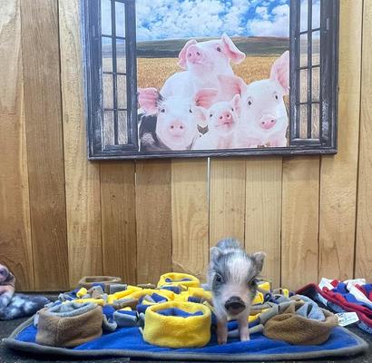 Show full view: Piggy Poo and Crew Pig Snuffle Mat, 18 x 20-in slide 6 of 8