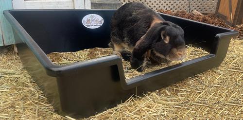 Show full view: Piggy Poo and Crew Rabbit Toy Starter Pack slide 3 of 4