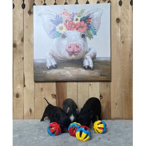 Piggy Poo and Crew Rattle Balls Farm Toy, Medium, 4 Count