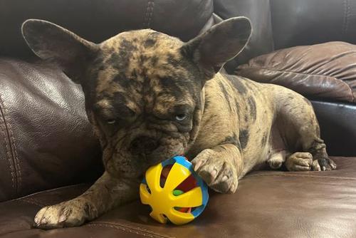 Show full view: Piggy Poo and Crew Rattle Balls Farm Toy, Medium, 4 Count slide 3 of 4