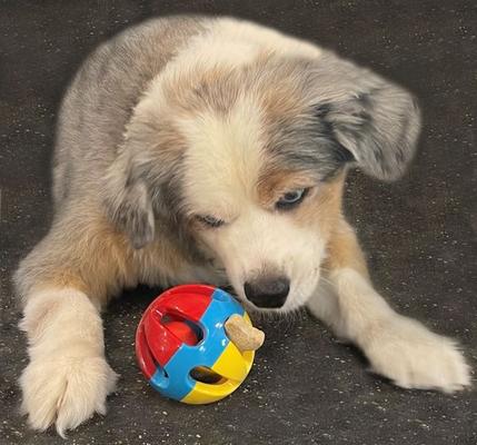 Show full view: Piggy Poo and Crew Rattle Balls Farm Toy, Medium, 4 Count slide 4 of 4