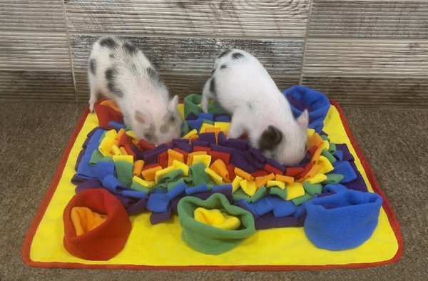 Piggy Poo and Crew Rooting Snuffle Pig Mat, Rainbow, 18 x 20-in