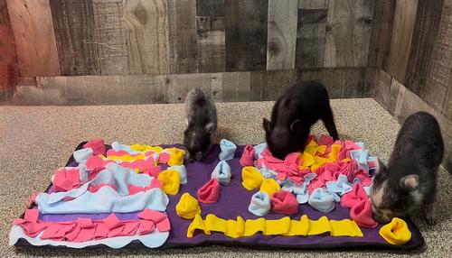 Show full view: Piggy Poo and Crew Rooting Snuffle Pig Mat slide 2 of 9