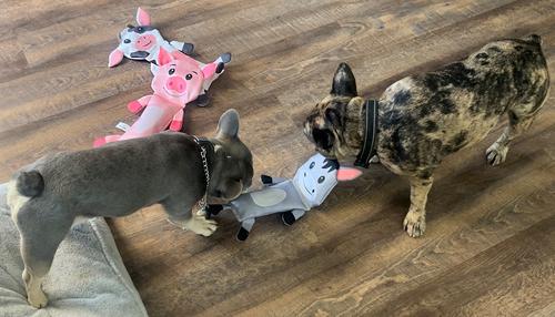 Show full view: Piggy Poo and Crew Ruffhouse Cow, Pig, & Donkey Squeaky Pig Toys, 3 count slide 4 of 6