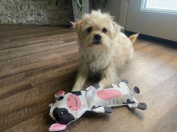 Piggy Poo and Crew Ruffhouse Cow, Pig, & Donkey Squeaky Pig Toys, 3 count