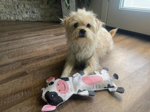 Show full view: Piggy Poo and Crew Ruffhouse Cow, Pig, & Donkey Squeaky Pig Toys, 3 count slide 3 of 6