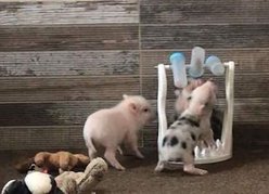 Piggy Poo and Crew Slow Feeder Pet Game, Blue slide 2 of 2