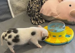 Piggy Poo and Crew Treat Popper Puzzle Game, Blue & Yellow slide 2 of 5