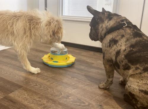 Show full view: Piggy Poo and Crew Treat Popper Puzzle Game, Blue & Yellow slide 3 of 8