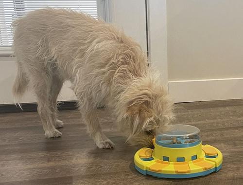 Show full view: Piggy Poo and Crew Treat Popper Puzzle Game, Blue & Yellow slide 4 of 8