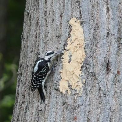 Show full view: Pine Tree Farms Tree Icing Suet Spread Wild Bird Food, 28-oz tub slide 4 of 10