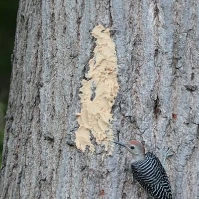 Show full view: Pine Tree Farms Tree Icing Suet Spread Wild Bird Food, 28-oz tub slide 5 of 10