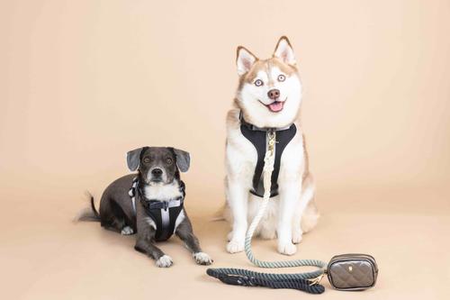 Show full view: Pink Papyrus Adjustable Cushioned Dog Harness, Black, Medium: 20 to 28-in chest slide 4 of 11