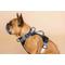 Show in main carousel: Pink Papyrus Adjustable Cushioned Dog Harness, Black, Medium: 20 to 28-in chest slide 5 of 11