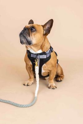 Show full view: Pink Papyrus Adjustable Cushioned Dog Harness, Black, Medium: 20 to 28-in chest slide 6 of 11