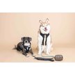 Show in main carousel: Pink Papyrus Adjustable Cushioned Dog Harness, Black, Small: 16 to 22-in chest slide 3 of 10
