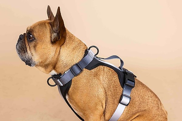 Show full view: Pink Papyrus Adjustable Cushioned Dog Harness, Black, Small: 16 to 22-in chest slide 4 of 10