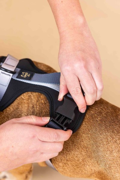 Show full view: Pink Papyrus Adjustable Cushioned Dog Harness, Black, Small: 16 to 22-in chest slide 6 of 10