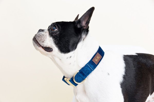 Pink Papyrus Blue Synthetic Dog Collar