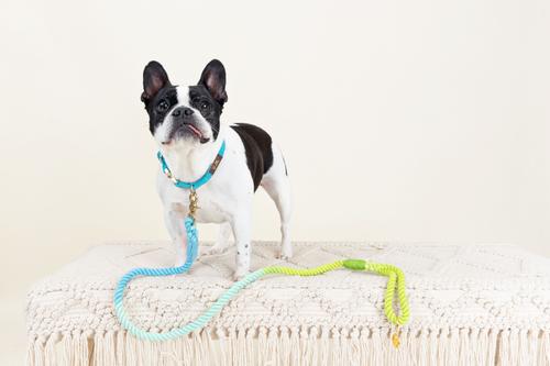 Show full view: Pink Papyrus Cotton Rope Dog Leash, Blue Green Ombre, 4-ft long, 1/2-in wide slide 3 of 8
