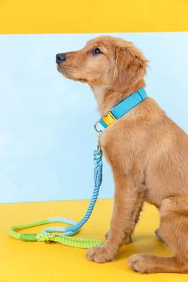 Show full view: Pink Papyrus Cotton Rope Dog Leash, Blue Green Ombre, 4-ft long, 1/2-in wide slide 4 of 8