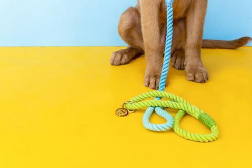 Show full view: Pink Papyrus Cotton Rope Dog Leash, Blue Green Ombre, 4-ft long, 1/2-in wide slide 5 of 8