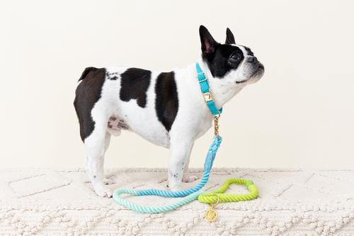 Show full view: Pink Papyrus Cotton Rope Dog Leash, Blue Green Ombre, 6-ft long, 1/2-in wide slide 3 of 9