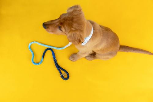 Show full view: Pink Papyrus Cotton Rope Dog Leash, Blue Ombre, 6-ft long, 1/2-in wide slide 4 of 6