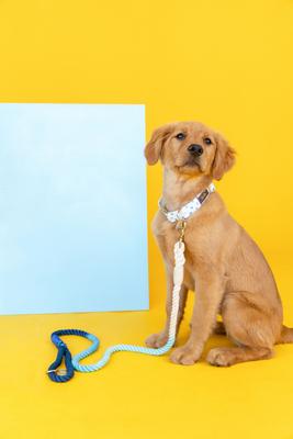 Show full view: Pink Papyrus Cotton Rope Dog Leash, Blue Ombre, 6-ft long, 1/2-in wide slide 3 of 6