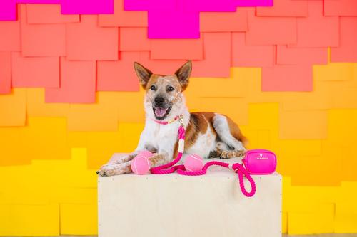 Show full view: Pink Papyrus Cotton Rope Dog Leash, Pink, 4-ft long, 1/2-in wide slide 4 of 6