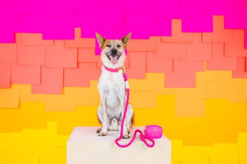 Show full view: Pink Papyrus Cotton Rope Dog Leash, Pink, 4-ft long, 1/2-in wide slide 3 of 6