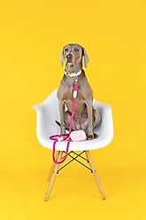 Pink Papyrus Cotton Rope Dog Leash, Pink, 6-ft long, 1/2-in wide slide 2 of 4