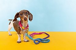 Pink Papyrus Cotton Rope Dog Leash, Pixie, 4-ft long, 1/2-in wide slide 2 of 7