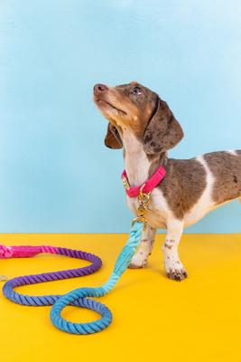 Show full view: Pink Papyrus Cotton Rope Dog Leash, Pixie, 6-ft long, 1/2-in wide slide 5 of 9