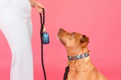 Pink Papyrus Dog Poop Bag Dispenser & Treat Pouch, Blue slide 2 of 9