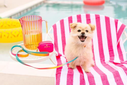 Show full view: Pink Papyrus Dog Poop Bag Dispenser & Treat Pouch, Hot Pink slide 8 of 11