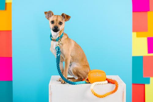 Show full view: Pink Papyrus Dog Poop Bag Dispenser & Treat Pouch, Orange slide 7 of 11