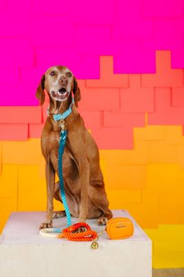 Show full view: Pink Papyrus Dog Poop Bag Dispenser & Treat Pouch, Orange slide 4 of 11