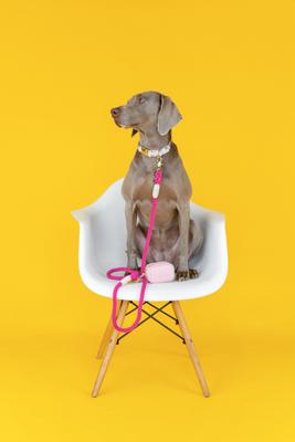 Show full view: Pink Papyrus Dog Poop Bag Dispenser & Treat Pouch, Pink slide 7 of 9