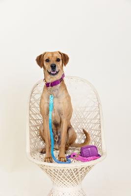 Show full view: Pink Papyrus Dog Poop Bag Dispenser & Treat Pouch, Purple slide 5 of 11