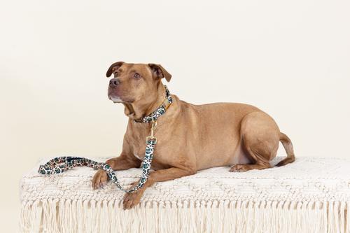 Show full view: Pink Papyrus Leopard Polyester Dog Leash, 4-ft long 1-in wide slide 4 of 5