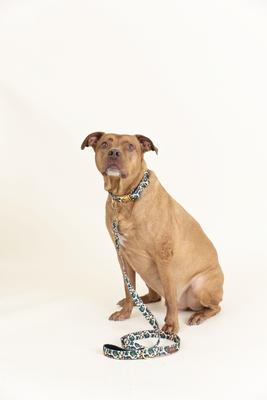 Show full view: Pink Papyrus Leopard Polyester Dog Leash, 6-ft long 1-in wide slide 3 of 5