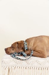 Pink Papyrus Leopard Synthetic Dog Collar, Large: 18 to 28-in neck 1-in wide slide 2 of 6